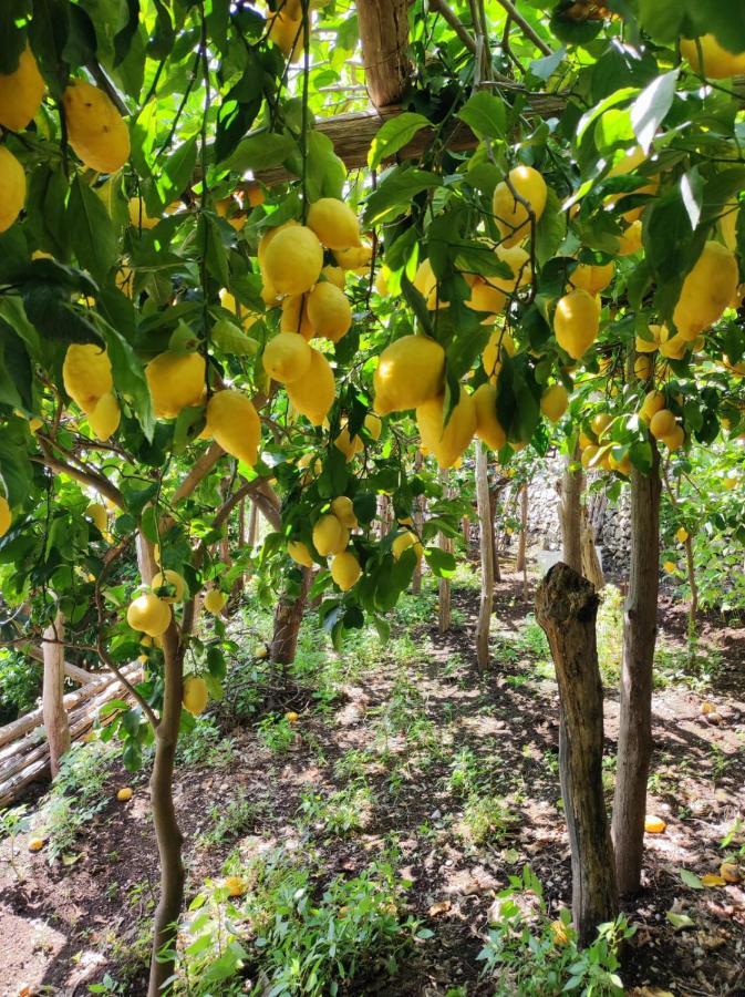 Apartamento Eden Tra I Limoni Minori Exterior foto